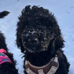 Goldendoodles from GTA Mapledoodles