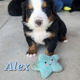Alex - Black rust and white male Bernese Mountain Dog puppy in Auburn, Indiana from Swamp Creek Berners