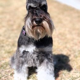 Lyndie - Miniature Schnauzer