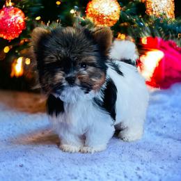 Biewer Terrier Puppies from Maddylane Biewer Terriers