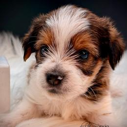 Brown-white parti boy - Parti male Yorkshire Terrier puppy in Machesney Park, Illinois from Three Yorkie Family
