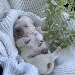 Golden Retriever Puppies from DeClercks Goldens