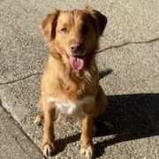 Nova Scotia Duck Tolling Retrievers from Gads Tollers