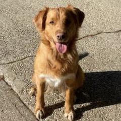 Nova Scotia Duck Tolling Retrievers from Gads Tollers