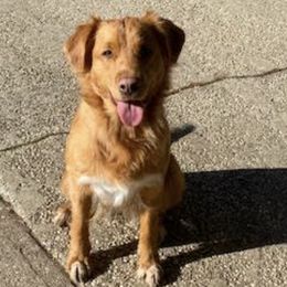 Nova Scotia Duck Tolling Retrievers from Gads Tollers