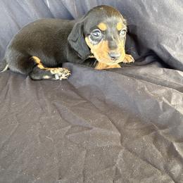 Girl 4 - Black and tan female Dachshund puppy in Tonopah, Arizona from Brandie's Dachshunds