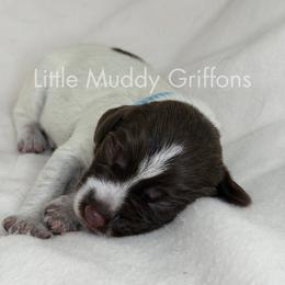 Aqua male - Brown and gray male Wirehaired Pointing Griffon puppy in Williston, North Dakota from Little Muddy Griffons