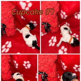 Cupcake - Parti female Poodle puppy in League City, Texas from Chauffeured Poodles