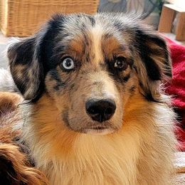 Miniature Australian Shepherds from South Creek Farms