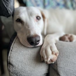 Dalmatian Puppies from Hallmark Dalmatians;
