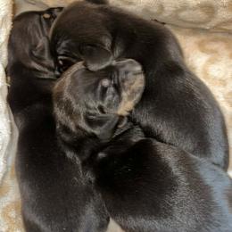 Dachshund puppies from Heyliger Hounds