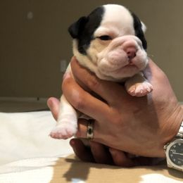 English Bulldog Puppies from Ruza's Bulldogs