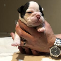 English Bulldog Puppies from Ruza's Bulldogs