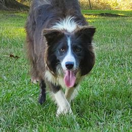Rita - Border Collie