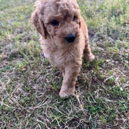 Red Bull - Chocolate female Goldendoodle puppy in Louisburg, North Carolina from Lakes Golden Doodles