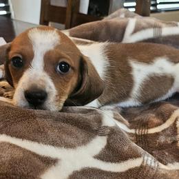 Boy 1 - Piebald male Dachshund puppy in Phoenix, Arizona from Arizona Desert Gold Dachshunds