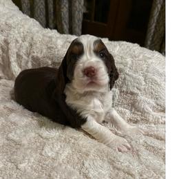 Dolly Paden - Liver white and tan female English Springer Spaniel puppy in Memphis, Tennessee from Lynn Bee Avenue