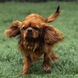 Rusty - Cavalier King Charles Spaniel