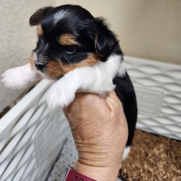 Biewer Terrier Puppies from Bibeau's Biewer Terriers