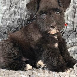 Tuxie - Black female Miniature Schnauzer puppy in Moreauville, Louisiana from Bayou Schnauz and Dals