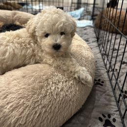 Axel - Cream male Poodle puppy in Queen Creek, Arizona from Prestigious Toy Poodles