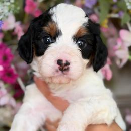Moo moo girl - female Bernedoodle puppy in Yuciapa, California from AlltheDoodlez_