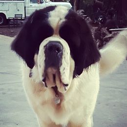 Babas - Saint Bernard