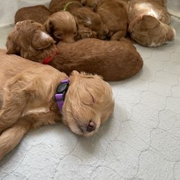 Goldendoodle Puppies from Angel’s Goldendoodle Pups