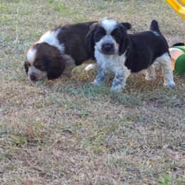 English Springer Spaniel Puppies from Savannah River Springers