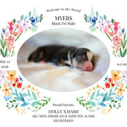 Myers- BTM1 - Black tri male Toy Australian Shepherd puppy in Nacogdoches, Texas from TK Standard, Mini, & Toy Aussies