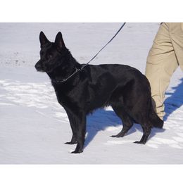 Moxie - German Shepherd