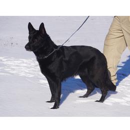 Moxie - German Shepherd