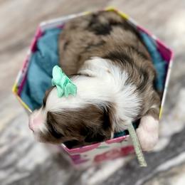 Teal collar toy - Blue merle female Aussiedoodle puppy in 32046, Florida from River Hill Ranch