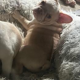 Orange collar. Cal doggo - Cream male French Bulldog puppy in Roland, Oklahoma from Ruff it up frenchies