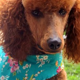 Poodles from Sissy's Poodles