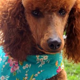 Poodles from Sissy's Poodles