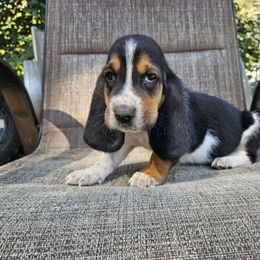 Green Collar Boy - Black brown and white male Basset Hound puppy in Pleasant Lake, Michigan from Pleasant Bay Basset Hounds