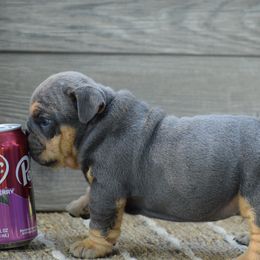 Boy 5 - Blue tri-color male Bulldog puppy in Bradleyville, Missouri from HurstBulldogs