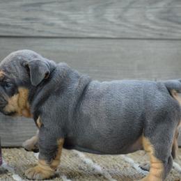 Boy 5 - Blue tri-color male Bulldog puppy in Bradleyville, Missouri from HurstBulldogs