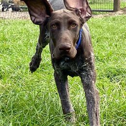 German Shorthaired Pointers from Magnolia Creek Kennels