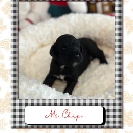 Chip - Black female Poodle puppy in Ocean Springs, Mississippi from Forever Summer Standard Poodles