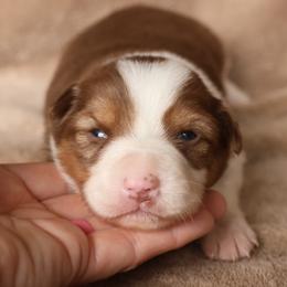 Jade - AKC Reg Red Tri - Red female Border Collie puppy in Courtland, Alabama from C Bar C Ranch Border Collies