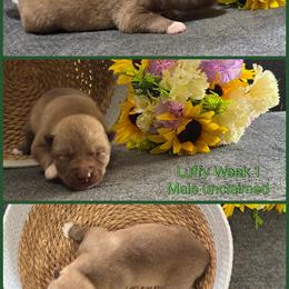 Luffy - Red and white male Siberian Husky puppy in Canton, Ohio from Bleu Skies Siberian Huskies