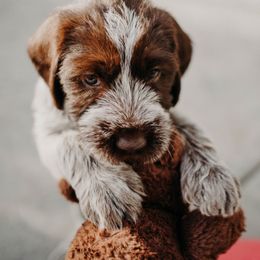 Wirehaired Pointing Griffon Puppies from Double Barrel Griffons