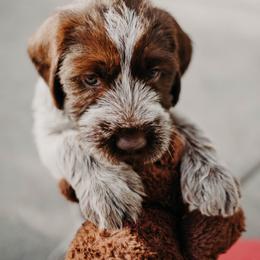 Wirehaired Pointing Griffon Puppies from Double Barrel Griffons