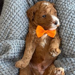 LR-Red Boy - Red  male Goldendoodle puppy in Lewisville, Texas from Texas Goldendoodle Lovers