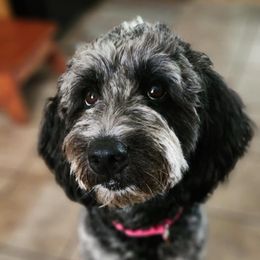 Ash - Goldendoodle
