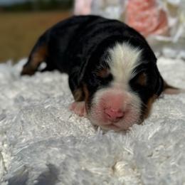 Girl 2 - Black rust and white female Bernese Mountain Dog puppy in Broxton, Georgia from Faith’s Bernese