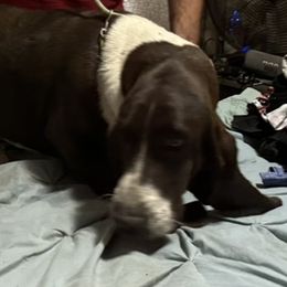 BooBoo - Basset Hound
