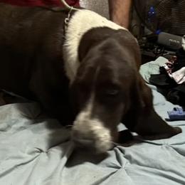 BooBoo - Basset Hound
